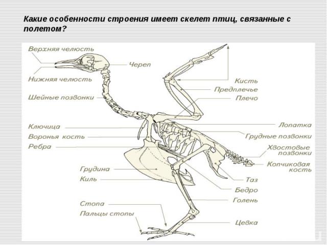 Какие особенности строения имеет скелет птиц, связанные с полетом?