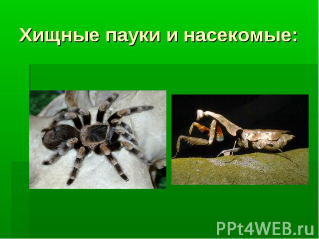 Хищные пауки и насекомые: