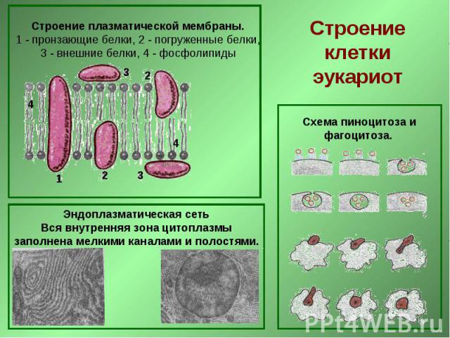 Строение плазматической мембраны. 1 - пронзающие белки, 2 - погруженные белки, 3 - внешние белки, 4 - фосфолипиды Строение клетки эукариот Эндоплазматическая сеть Вся внутренняя зона цитоплазмы заполнена мелкими каналами и полостями. Схема пиноцитоз…