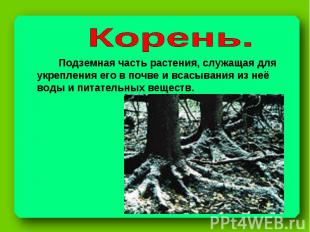 Корень. Подземная часть растения, служащая для укрепления его в почве и всасыван