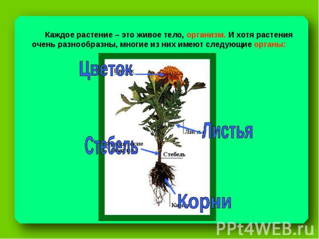 Каждое растение – это живое тело, организм. И хотя растения очень разнообразны, многие из них имеют следующие органы: