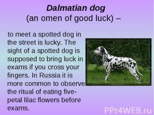 Dalmatian dog (an omen of good luck) – to meet a spotted dog in the street is lu