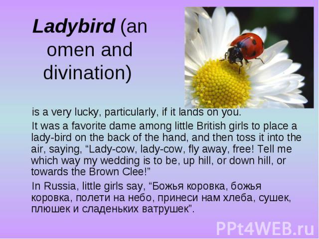 Ladybird (an omen and divination) is a very lucky, particularly, if it lands on you. It was a favorite dame among little British girls to place a lady-bird on the back of the hand, and then toss it into the air, saying, “Lady-cow, lady-cow, fly away…