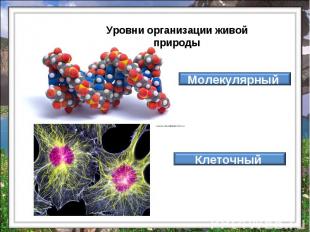 Уровни организации живой природы Молекулярный Клеточный