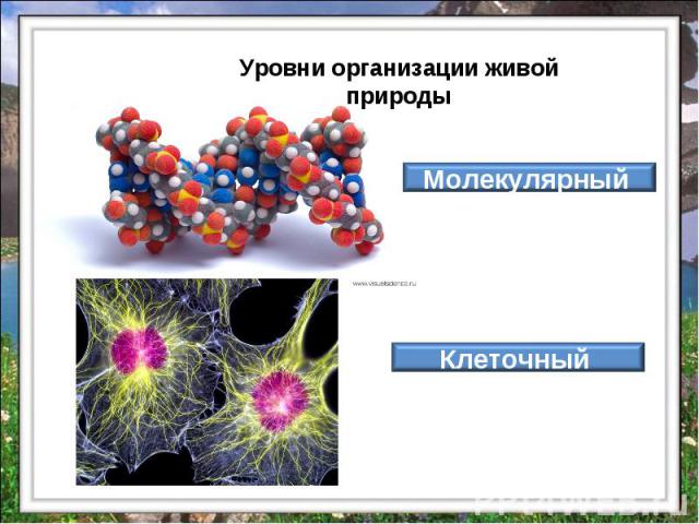 Уровни организации живой природы Молекулярный Клеточный