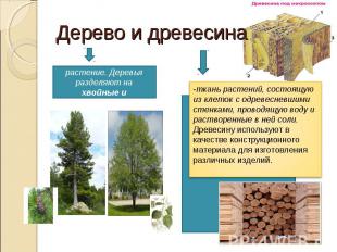 Дерево и древесина-многолетнее растение. Деревья разделяют на хвойные и лиственн