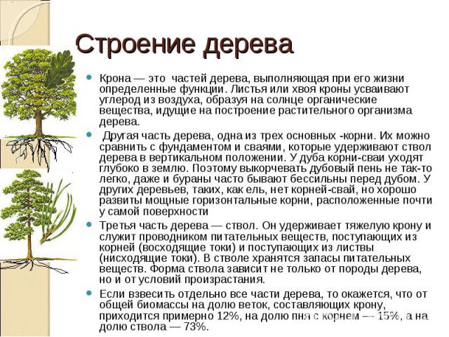 Строение дерева Крона — это частей дерева, выполняющая при его жизни определенные функции. Листья или хвоя кроны усваивают углерод из воздуха, образуя на солнце органические вещества, идущие на построение растительного организма дерева. Другая часть…