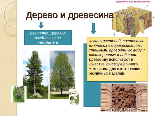 Дерево и древесина-многолетнее растение. Деревья разделяют на хвойные и лиственные -ткань растений, состоящую из клеток с одревесневшими стенками, проводящую воду и растворенные в ней соли. Древесину используют в качестве конструкционного материала …