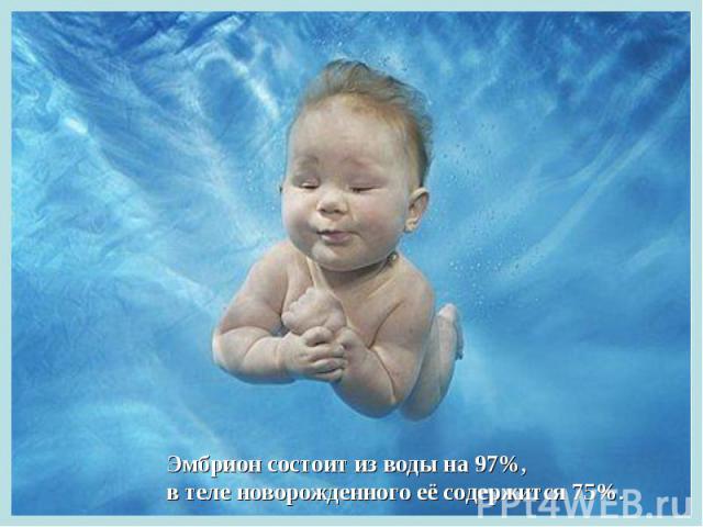 Эмбрион состоит из воды на 97%, в теле новорожденного её содержится 75%.