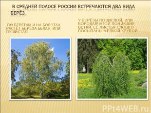 В средней полосе России встречаются два вида берёз. . По берегам и на болотах ра
