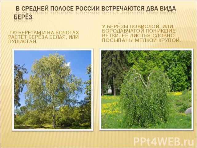 В средней полосе России встречаются два вида берёз. . По берегам и на болотах растёт берёза белая, или пушистая. У берёзы повислой, или бородавчатой поникшие ветки. Её листья словно посыпаны мелкой крупой.