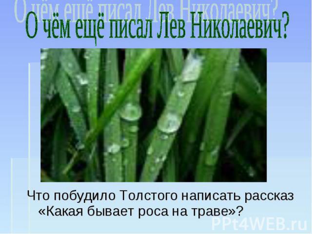 О чём ещё писал Лев Николаевич? Что побудило Толстого написать рассказ «Какая бывает роса на траве»?