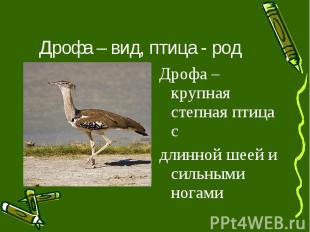 Дрофа – вид, птица - род Дрофа – крупная степная птица с длинной шеей и сильными