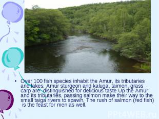Over 100 fish species inhabit the Amur, its tributaries and lakes. Amur sturgeon