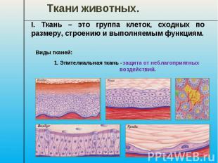 Ткани животных. I. Ткань – это группа клеток, сходных по размеру, строению и вып