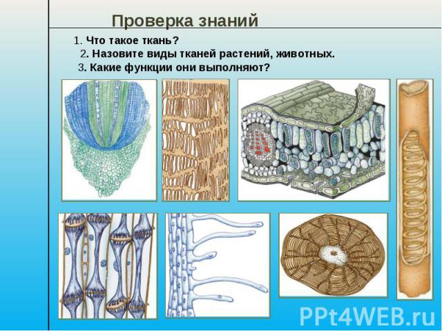 Проверка знаний 1. Что такое ткань? 2. Назовите виды тканей растений, животных. 3. Какие функции они выполняют?