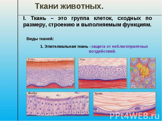 Ткани животных. I. Ткань – это группа клеток, сходных по размеру, строению и выполняемым функциям. 1. Эпителиальная ткань - защита от неблагоприятных воздействий.