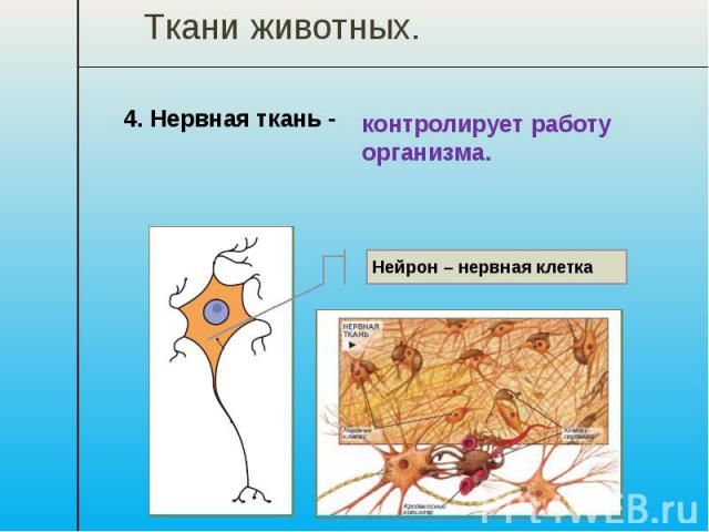 Ткани животных. 4. Нервная ткань - контролирует работу организма.