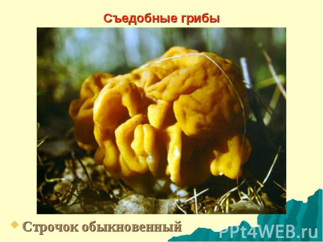 Съедобные грибы Строчок обыкновенный