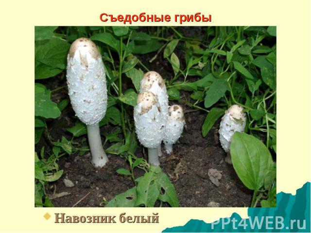 Съедобные грибы Навозник белый