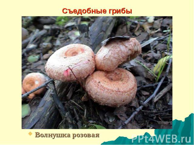Съедобные грибы Волнушка розовая