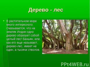 Дерево - лес В растительном мире много интересного. Оказывается, что на землях И