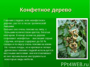 Конфетное дерево Говения сладкая, или «конфетное» дерево, растет в лесах тропиче
