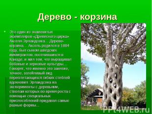Дерево - корзина Это один из знаменитых экземпляров «Древесного цирка» Акселя Эр