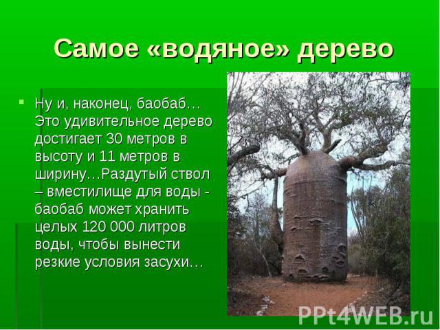 Самое «водяное» дерево Ну и, наконец, баобаб… Это удивительное дерево достигает 30 метров в высоту и 11 метров в ширину…Раздутый ствол – вместилище для воды - баобаб может хранить целых 120 000 литров воды, чтобы вынести резкие условия засухи…