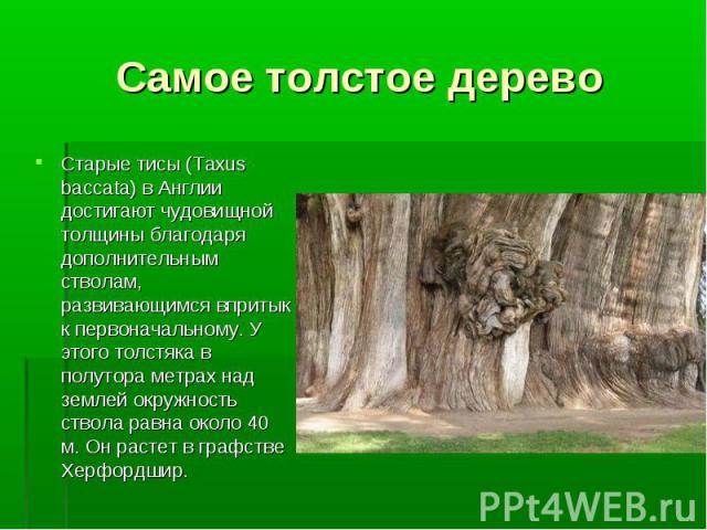 Самое толстое дерево Старые тисы (Taxus baccata) в Англии достигают чудовищной толщины благодаря дополнительным стволам, развивающимся впритык к первоначальному. У этого толстяка в полутора метрах над землей окружность ствола равна около 40 м. Он ра…