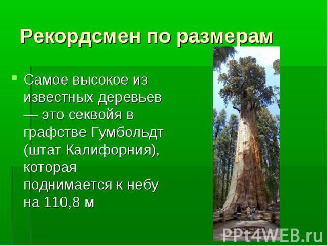 Рекордсмен по размерам Самое высокое из известных деревьев — это секвойя в графстве Гумбольдт (штат Калифорния), которая поднимается к небу на 110,8 м