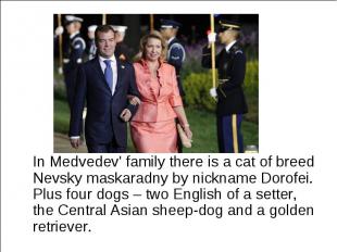 In Medvedev' family there is a cat of breed Nevsky maskaradny by nickname Dorofe