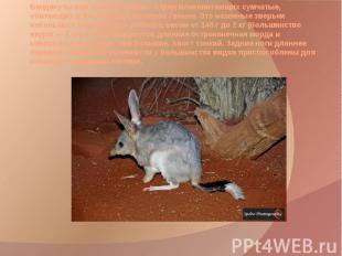 Бандикуты или&nbsp; кролик Билби— отряд&nbsp;млекопитающих&nbsp;сумчатые, обитаю