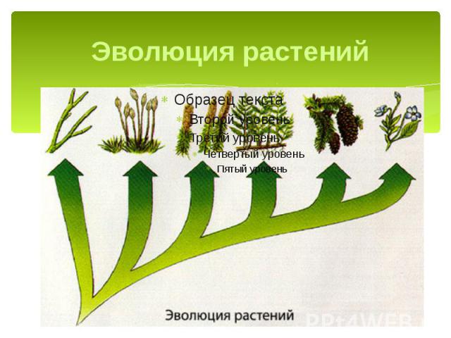 Эволюция растений