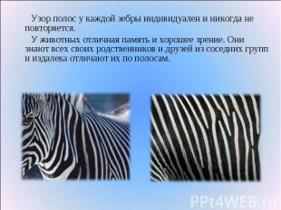 Узор полос у каждой зебры индивидуален и никогда не повторяется.