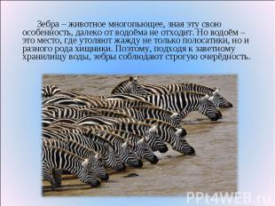 Зебра – животное многопьющее, зная эту свою особенность, далеко от водоёма не от