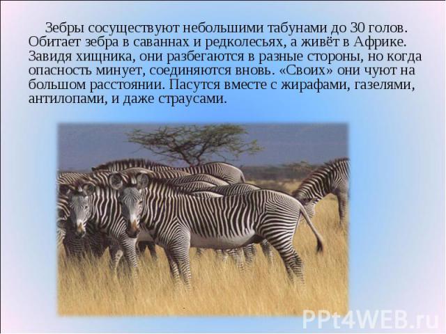 Зебры сосуществуют небольшими табунами до 30 голов. Обитает зебра в саваннах и редколесьях, а живёт в Африке.