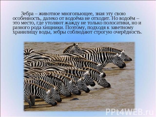 Зебра – животное многопьющее, зная эту свою особенность, далеко от водоёма не отходит.