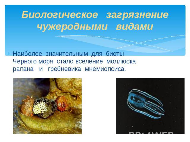 Биологическое загрязнение чужеродными видами Наиболее значительным для биоты Черного моря стало вселение моллюска рапана и гребневика мнемиопсиса.