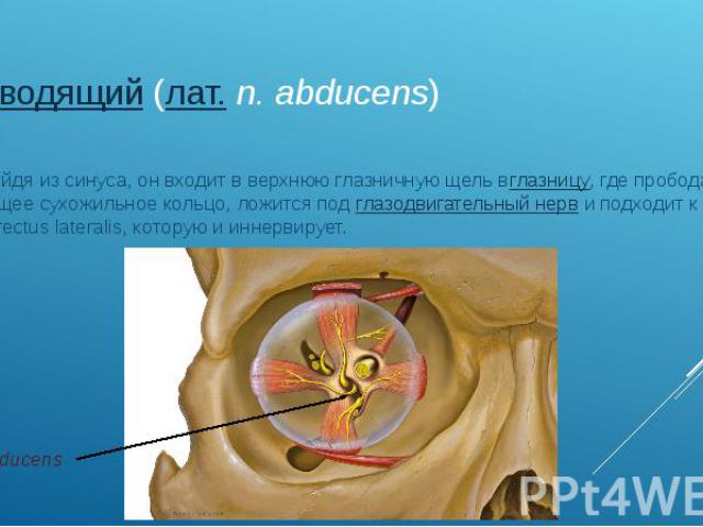 отводящий (лат. n. abducens) Выйдя из синуса, он входит в верхнюю глазничную щель вглазницу, где прободает общее сухожильное кольцо, ложится под глазодвигательный нерв и подходит к m.rectus lateralis, которую и иннервирует.