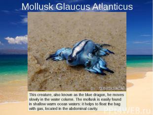 Mollusk Glaucus Atlanticus