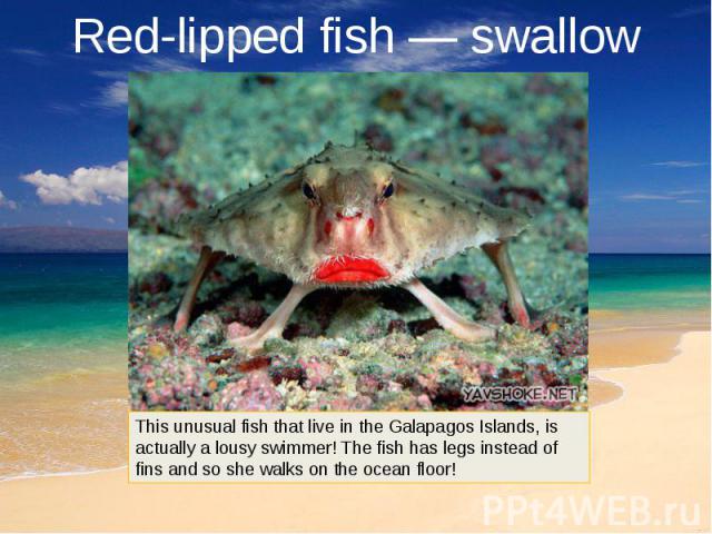 Red-lipped fish — swallow