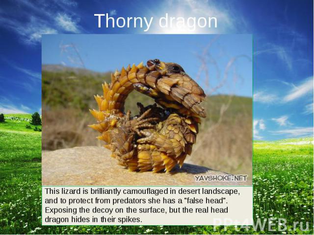 Thorny dragon