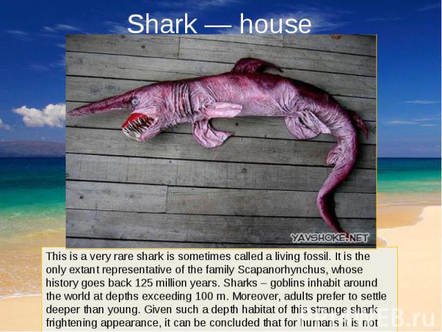 Shark — house