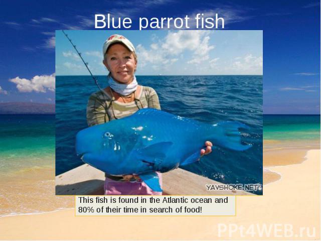 Blue parrot fish