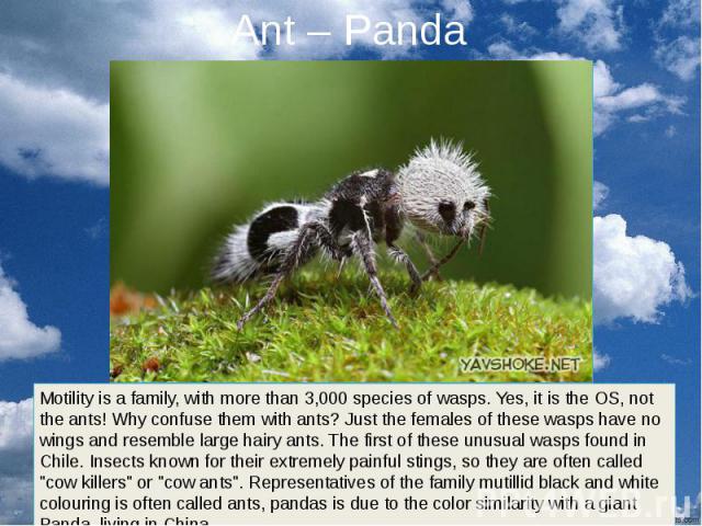 Ant – Panda