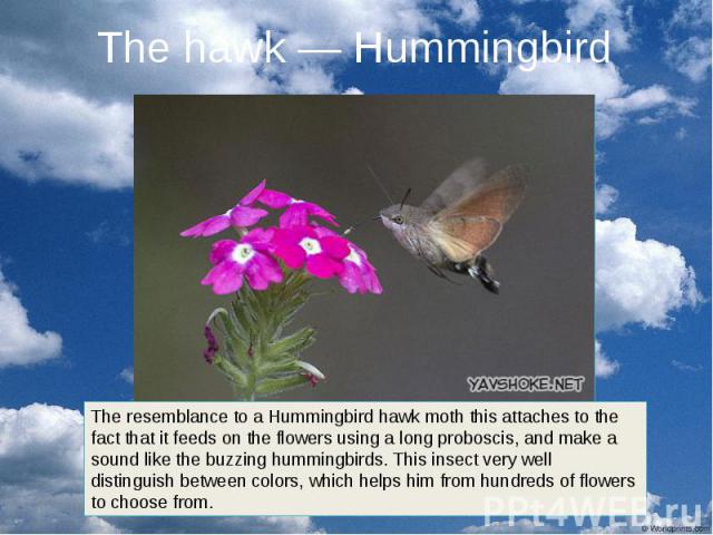 The hawk — Hummingbird