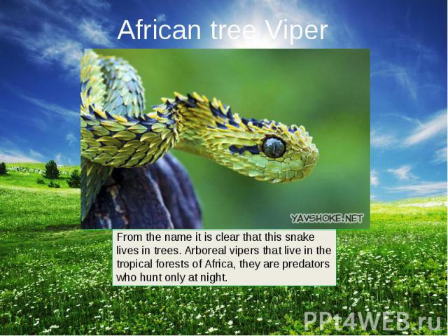 African tree Viper
