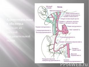 Адвентициальная оболочка состоит из рыхлой соединительной ткани. Адвентициальная