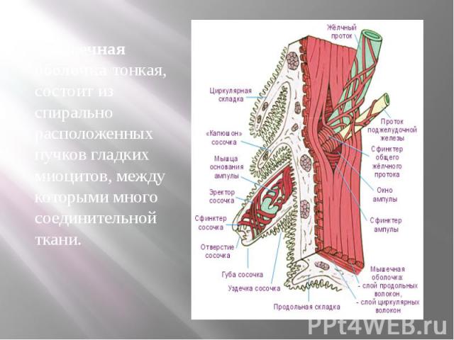 Мышечная оболочка тонкая, состоит из спирально расположенных пучков гладких миоцитов, между которыми много соединительной ткани. Мышечная оболочка тонкая, состоит из спирально расположенных пучков гладких миоцитов, между которыми много соединительно…